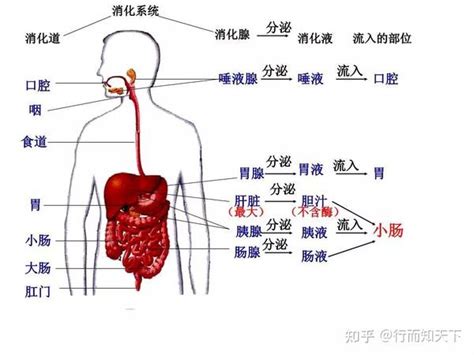 脾胃位置